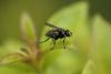 139710 – Photo : P-Y Gloaguen – France (29)