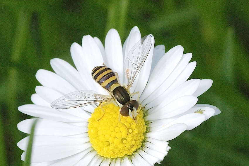 Michel Mathieu - Sphaerophoria sp. - réf. 139488 (850 x 566 pixels, 106 ko)