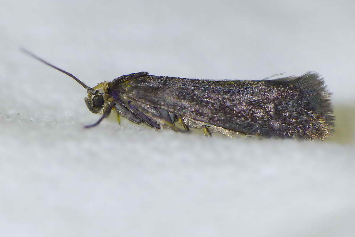 phyllo - Lampronia fuscatella - réf. 139133 (1200 x 802 pixels, 64 ko)