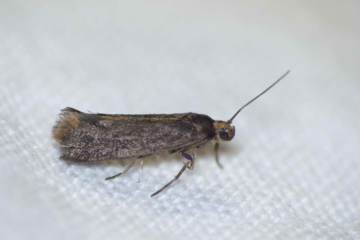 phyllo - Lampronia fuscatella - réf. 139080 (1200 x 802 pixels, 58 ko)