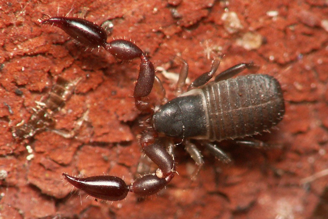 bobgaia - Withius hispanus - réf. 139398 (1108 x 739 pixels, 193 ko)