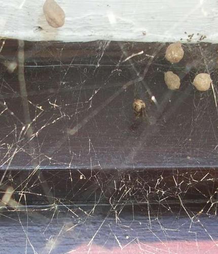 Parasteatoda tepidariorum