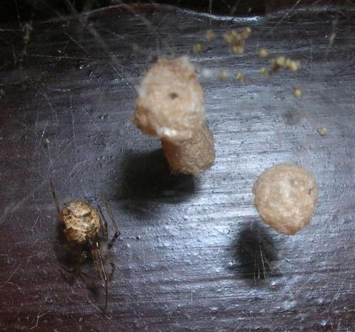 Parasteatoda tepidariorum