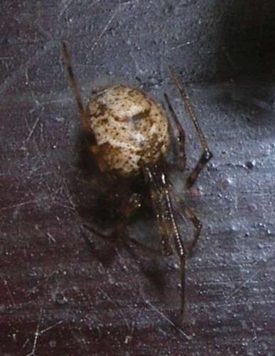 Parasteatoda tepidariorum