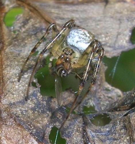 Réf. 14 999 : Metellina segmentata
