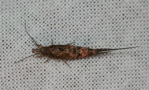 Lepismachilis y-signata