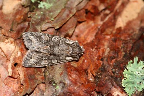 Dichonia convergens
