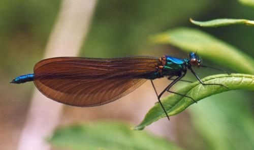 Calopteryx virgo meridionalis