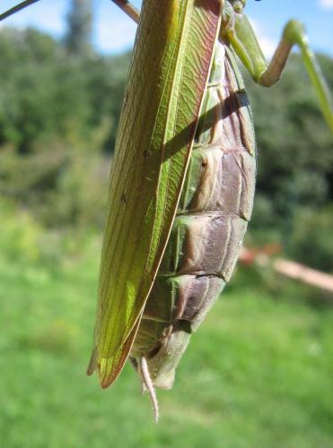 Mantis religiosa