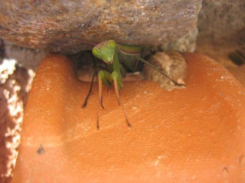 Mantis religiosa