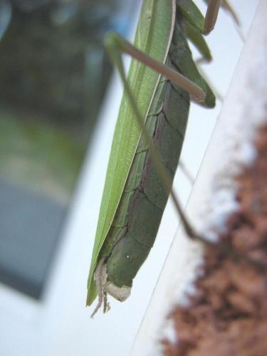 Mantis religiosa