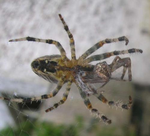 Araneus diadematus