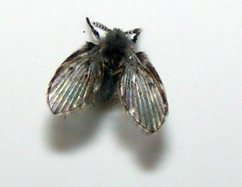 Clogmia albipunctata