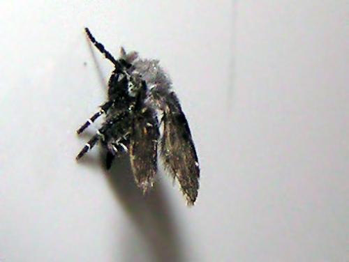 Clogmia albipunctata