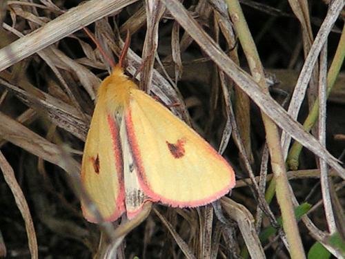 Diacrisia sannio