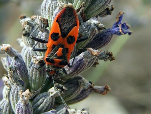 Corizus hyoscyami hyoscyami