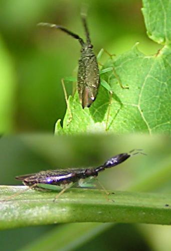 Heterotoma planicornis