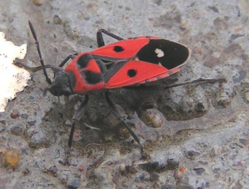 Melanocoryphus albomaculatus
