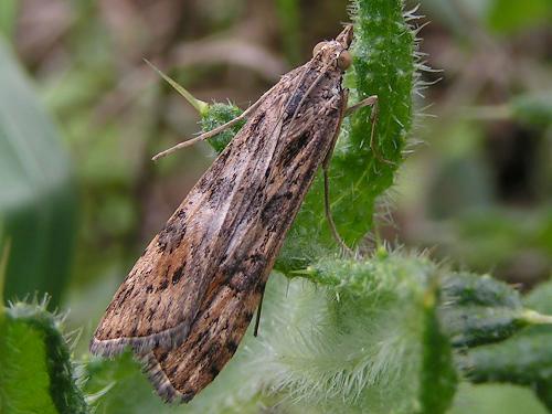Nomophila noctuella