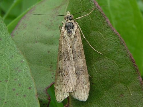 Nomophila noctuella