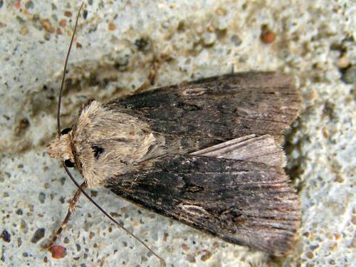 Réf. 14 222 : Agrotis puta