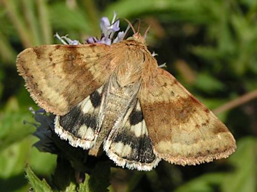 Réf. 14 248 : Heliothis viriplaca