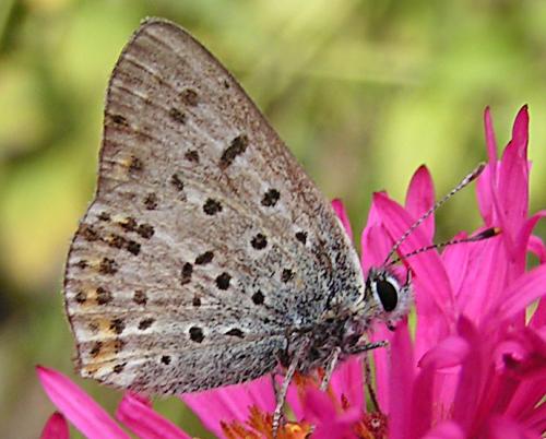 Lycaena tityrus