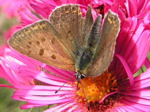 Réf. 14 232 : Lycaena tityrus