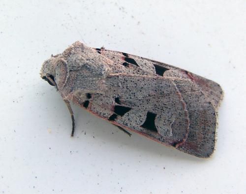 Eugnorisma glareosa