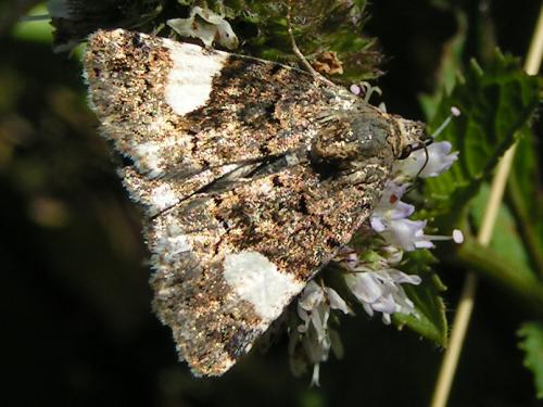 Réf. 14 262 : Tyta luctuosa