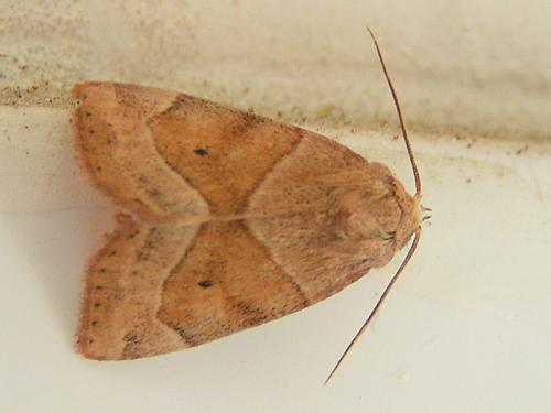 Réf. 14 274 : Cosmia trapezina