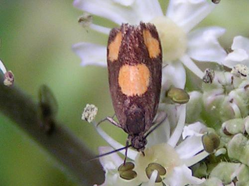 Pammene aurana