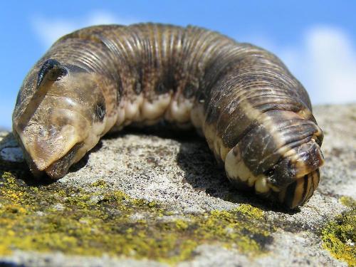 Agrius convolvuli