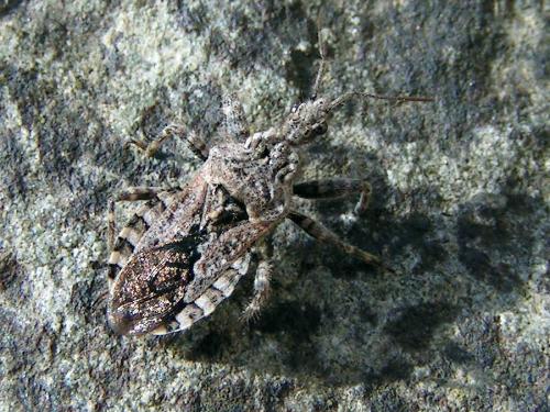 Coranus griseus