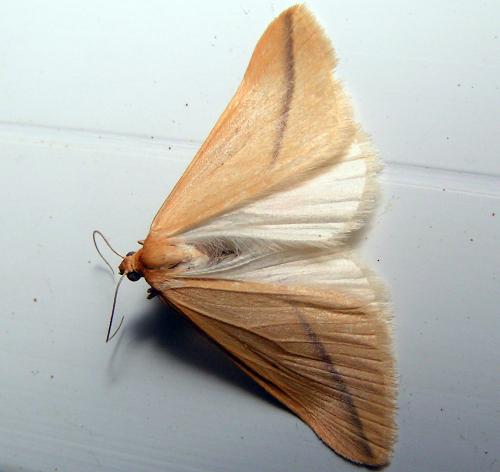 Rhodometra sacraria
