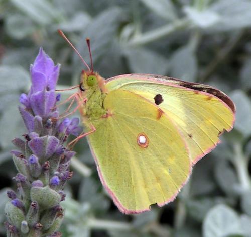 Colias sp.