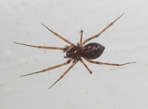 Réf. 14 324 : Lepthyphantes sp.