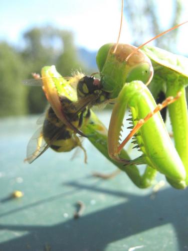 Mantis religiosa