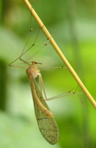 Bittacus hageni