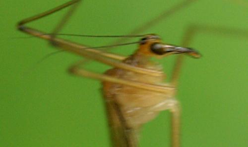 Réf. 14 381 : Bittacus hageni