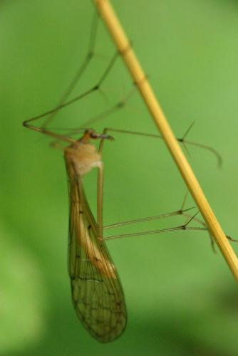 Réf. 14 382 : Bittacus hageni