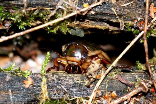 Dytiscus sp.
