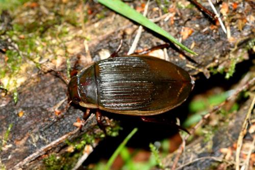 Dytiscus sp.