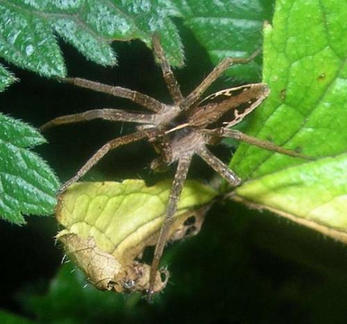 Pisaura mirabilis