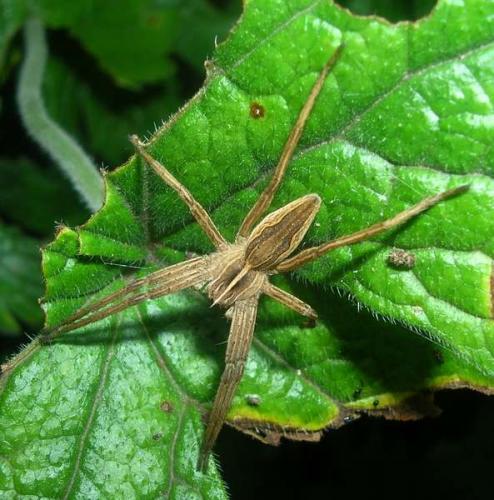 Pisaura mirabilis