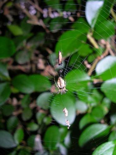 Cyclosa conica