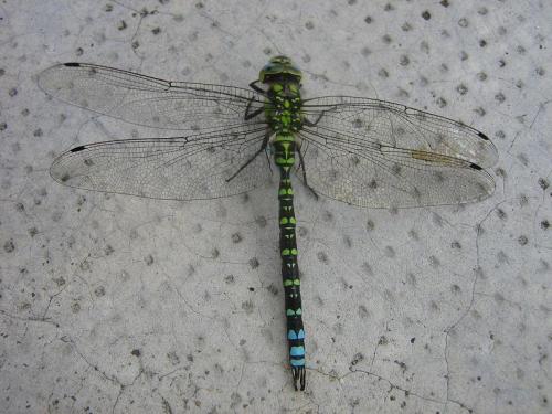 Aeshna cyanea