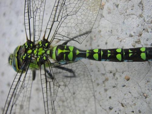 Aeshna cyanea