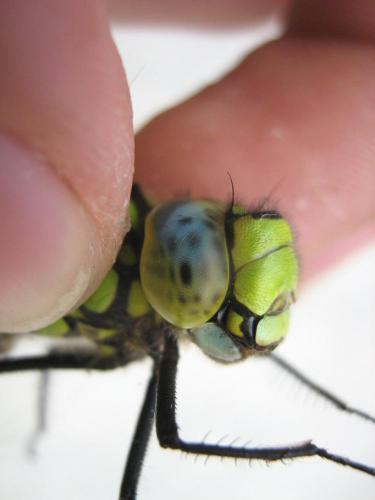 Aeshna cyanea