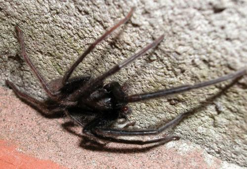 Segestria florentina